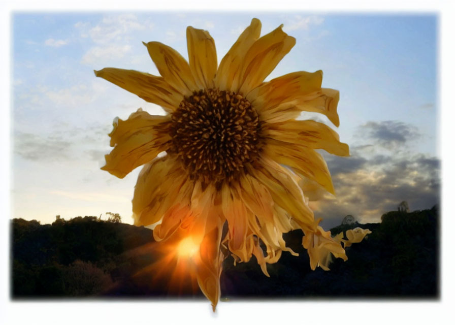 Vivid sunflower against sunset sky with forest landscape