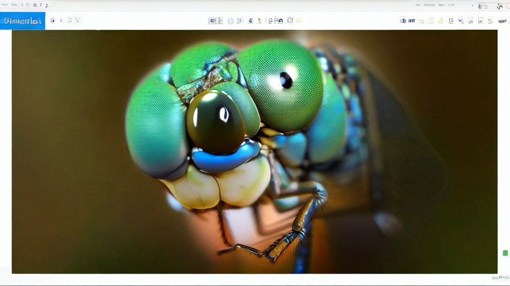 Detailed View of Dragonfly's Head with Large, Multifaceted Eyes