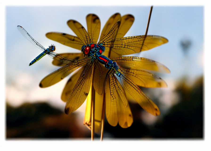 Colorful dragonflies on yellow pinwheel in soft background