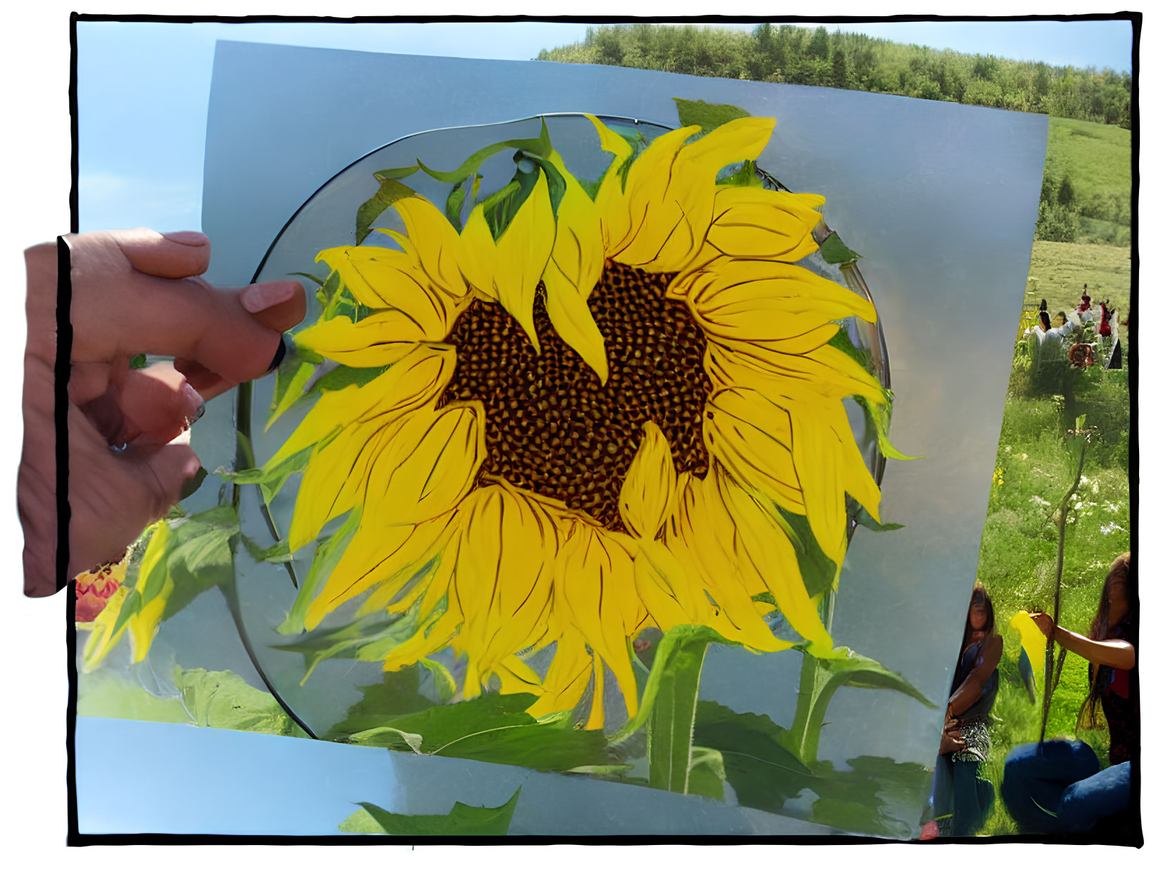 Hand holding sunflower drawing next to real sunflower in field