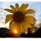 Vivid sunflower against sunset sky with forest landscape