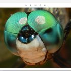 Detailed View of Dragonfly's Head with Large, Multifaceted Eyes