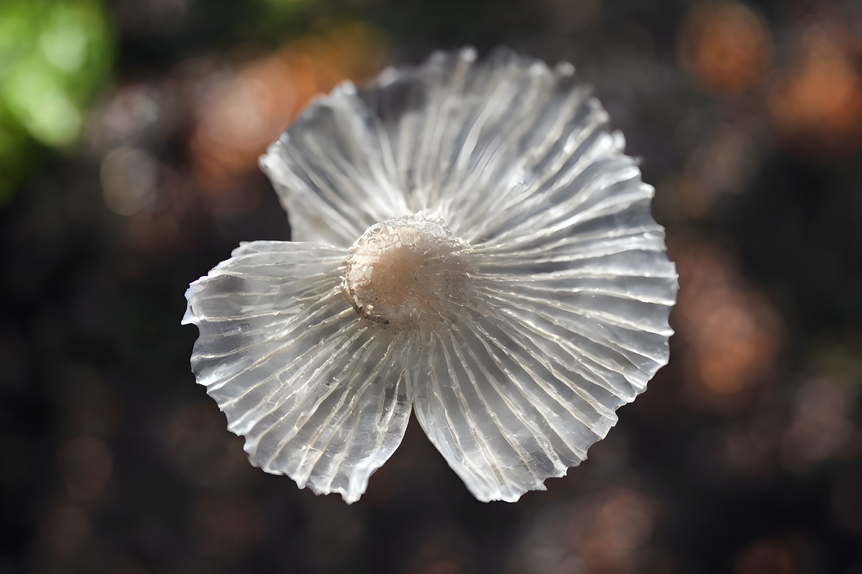 Delicate White Mushroom Cap with Gills on Earthy Background