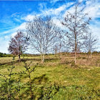 Panoramic landscape with whimsical trees, meadows, and daisies under blue sky