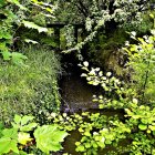 Surreal Forest Scene with Moss-Covered Trees and Cave