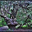 Colorful Treehouse Scene in Twisting Tree with Forest Background