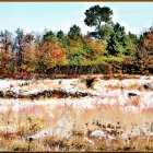 Colorful Autumn Landscape with Trees, Flower Field, and Clear Path