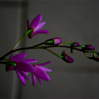 Close-Up Purple Orchid Flowers on Dark Background