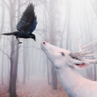 White deer and black bird in misty autumn forest