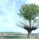 Lush green tree in forest with bright sky