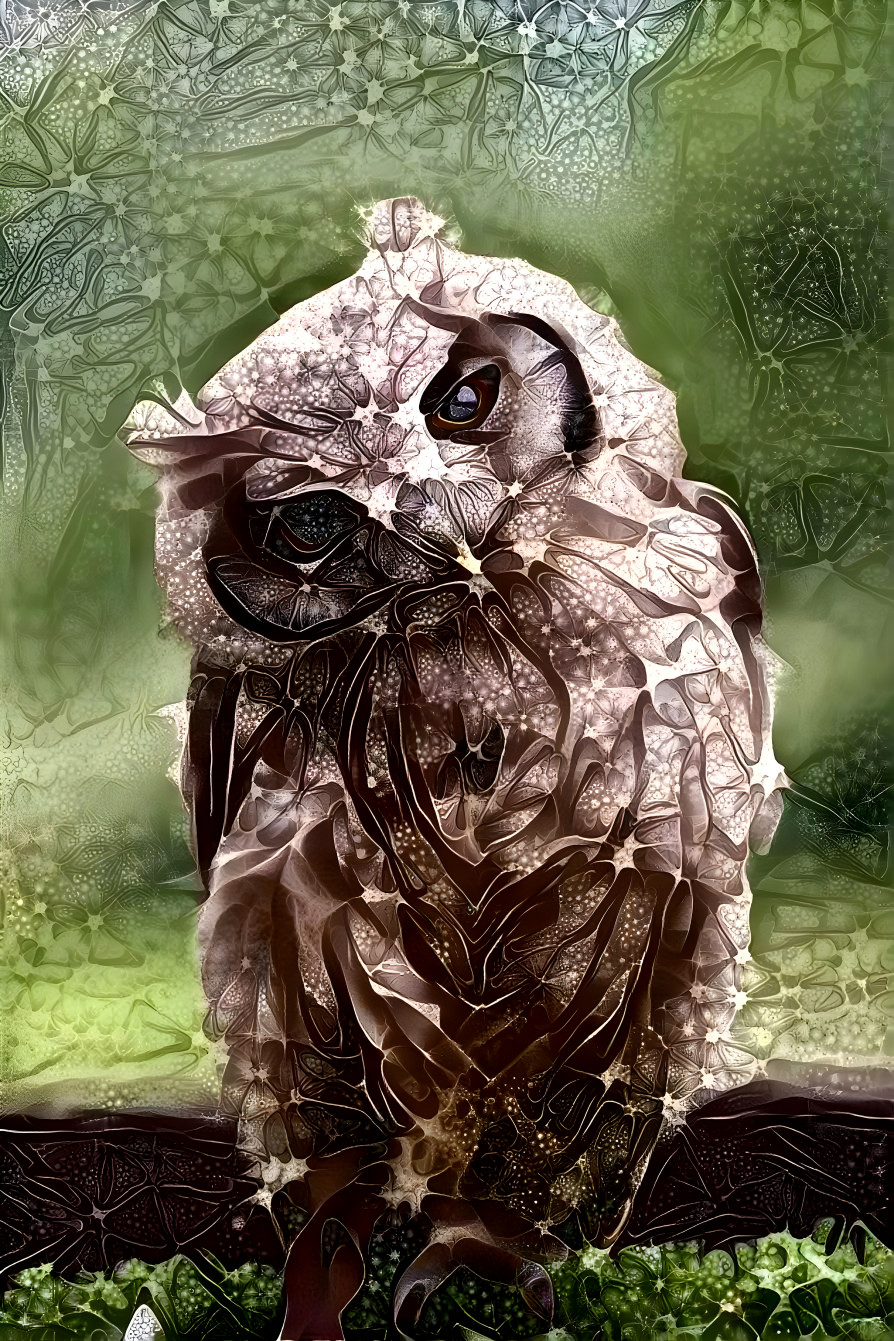 owl