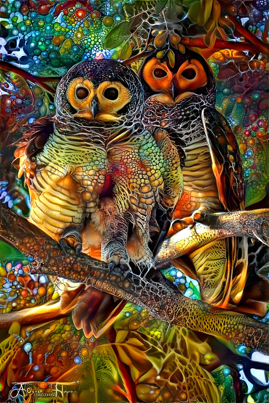 two owls