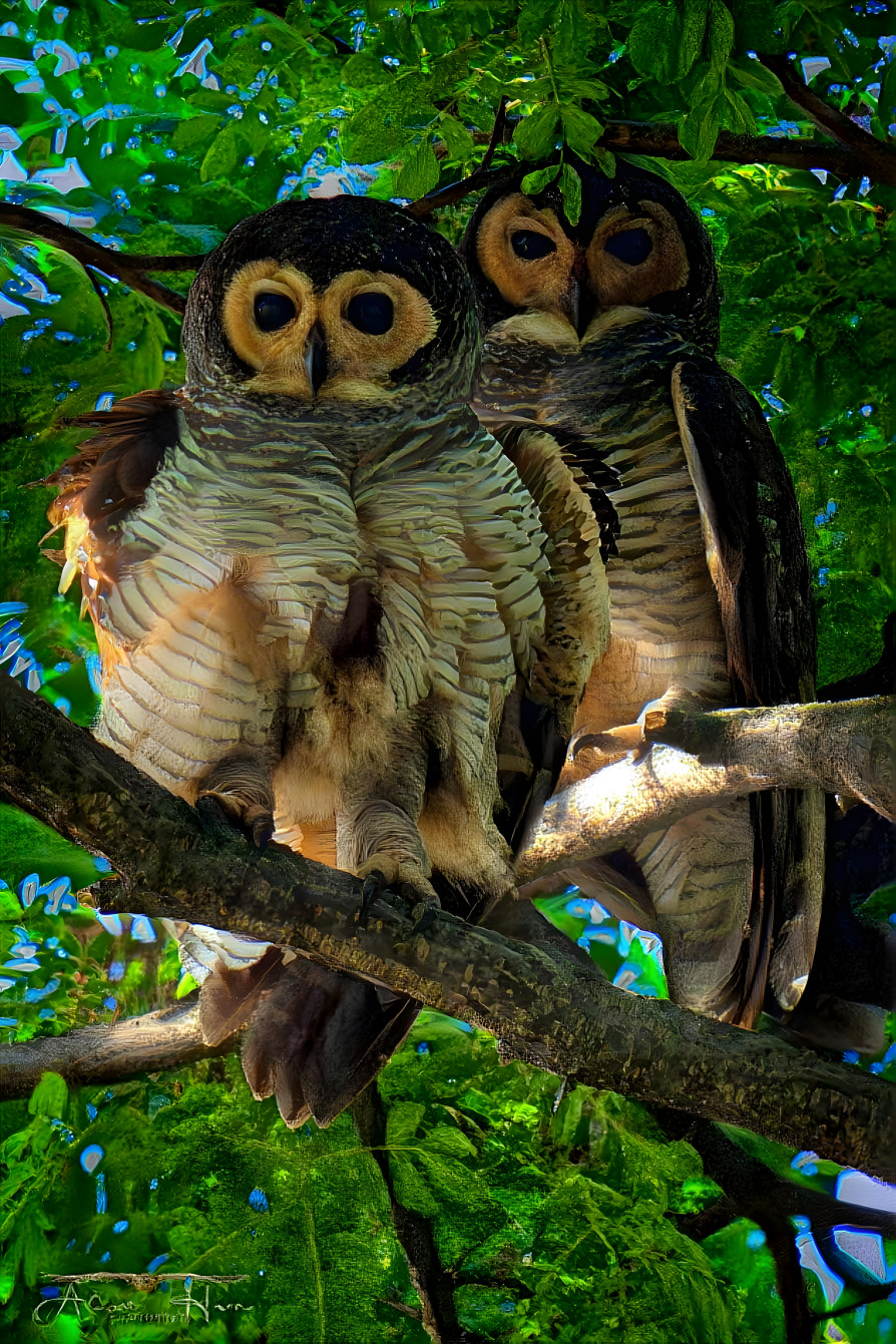 Owls