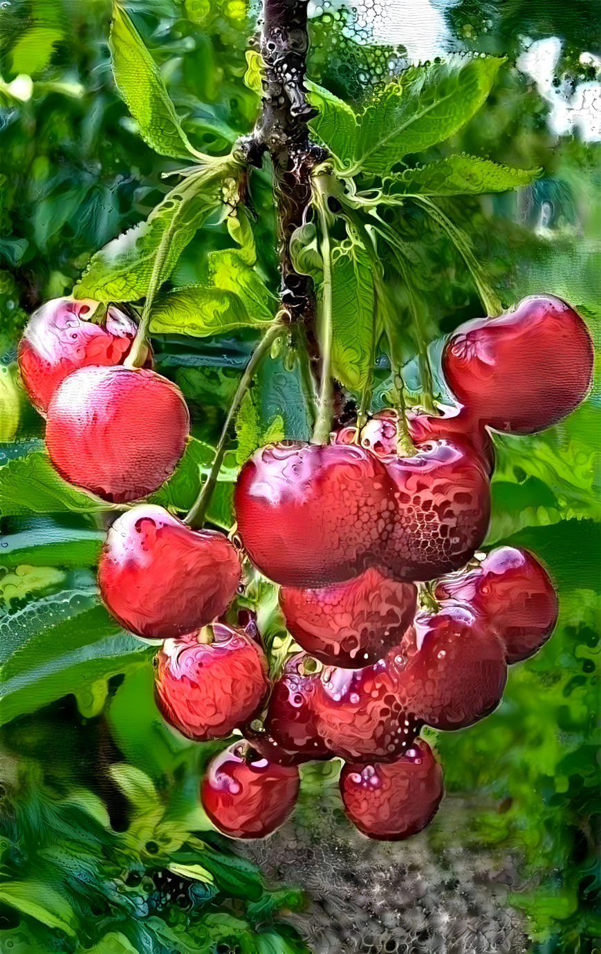 cherry tree