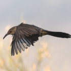 Colorful Bird Flying in Sunset Sky with Blue and Purple Feathers