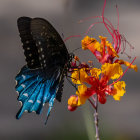 Colorful Butterfly on Abstract Flowers with Brushstroke Background