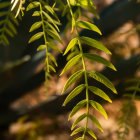 Green leaves with sunlight filtering through against warm golden bokeh background.