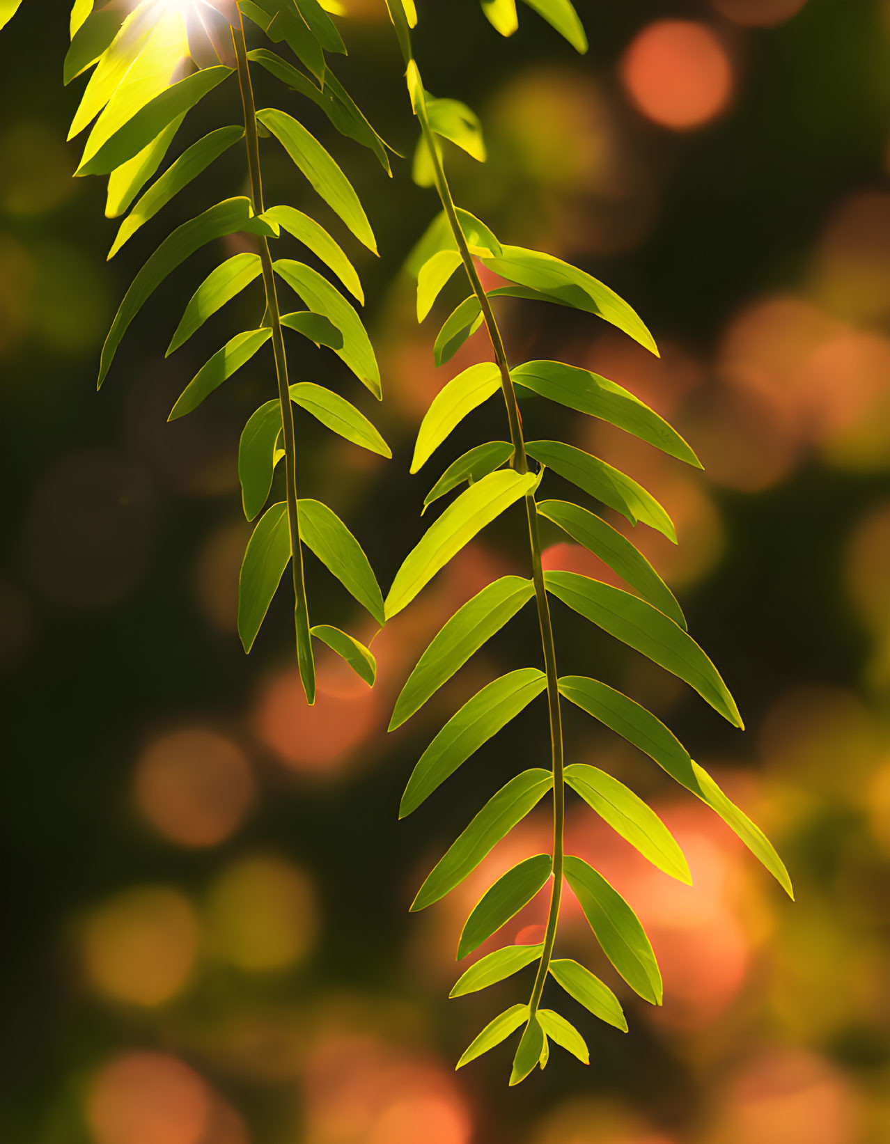 Green leaves with sunlight filtering through against warm golden bokeh background.