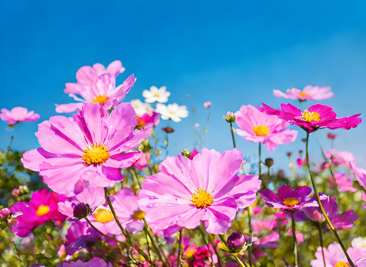 Bright Pink and White Cosmos Flowers Blooming in Blue Sky