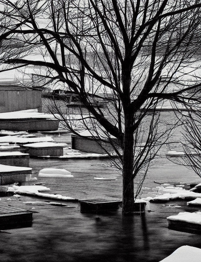 Monochrome winter scene with bare tree near snow-covered steps