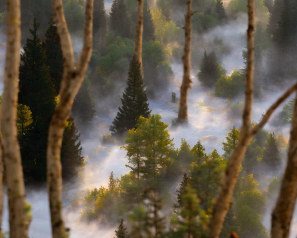 Sunrise illuminates misty forest with warm light and ethereal fog.