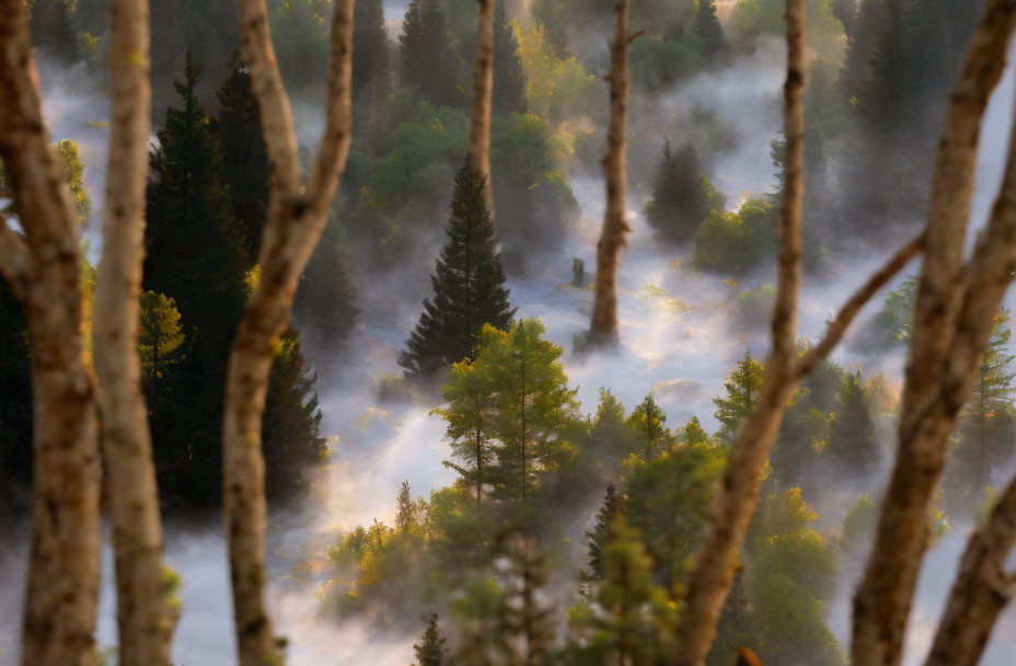 Sunrise illuminates misty forest with warm light and ethereal fog.