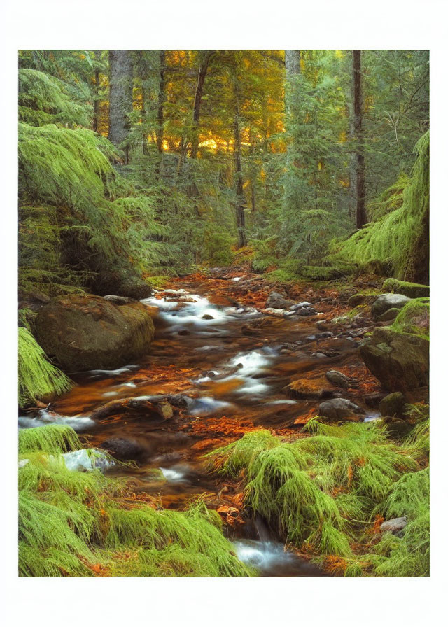 Tranquil Forest Brook with Moss-Covered Rocks and Autumn Trees