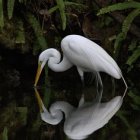 White egret standing among tall reeds at water's edge