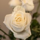 Three Pale Peach Roses on Textured Beige Background