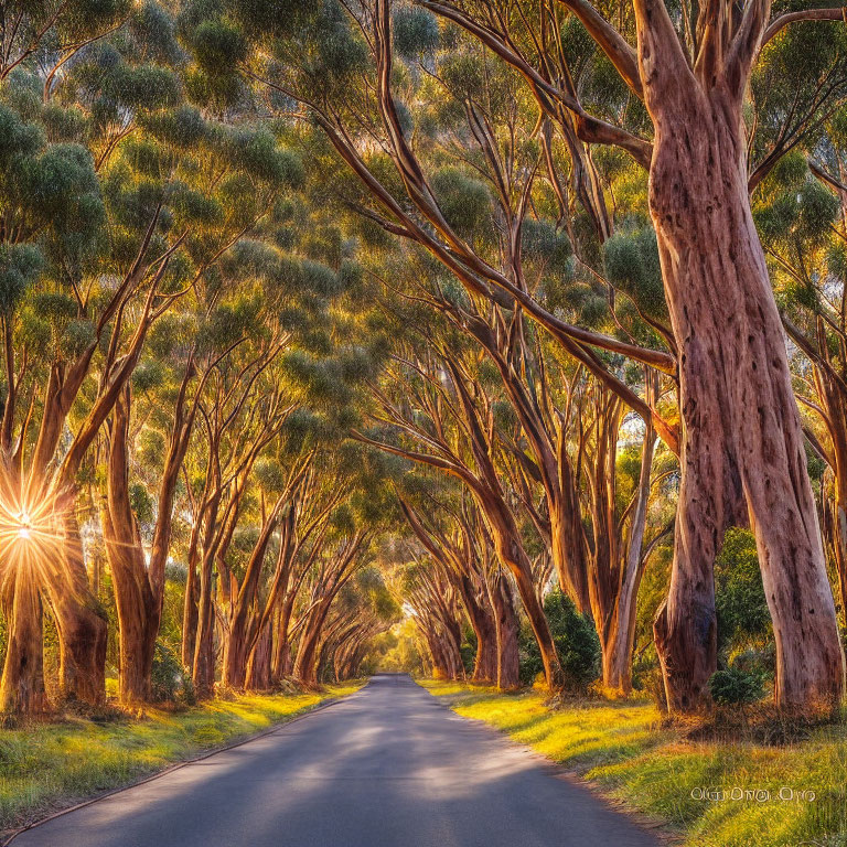 Sunlit Road with Elegant Eucalyptus Trees Creating Serene Tunnel