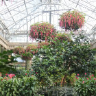 Greenhouse with Wooden Ladder Surrounded by Greenery and Blooming Flowers