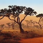 African Savanna Landscape with Acacia Trees and Rocky Outcrops