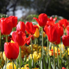 Colorful Blooming Tulips and Flowers in Lush Garden Display