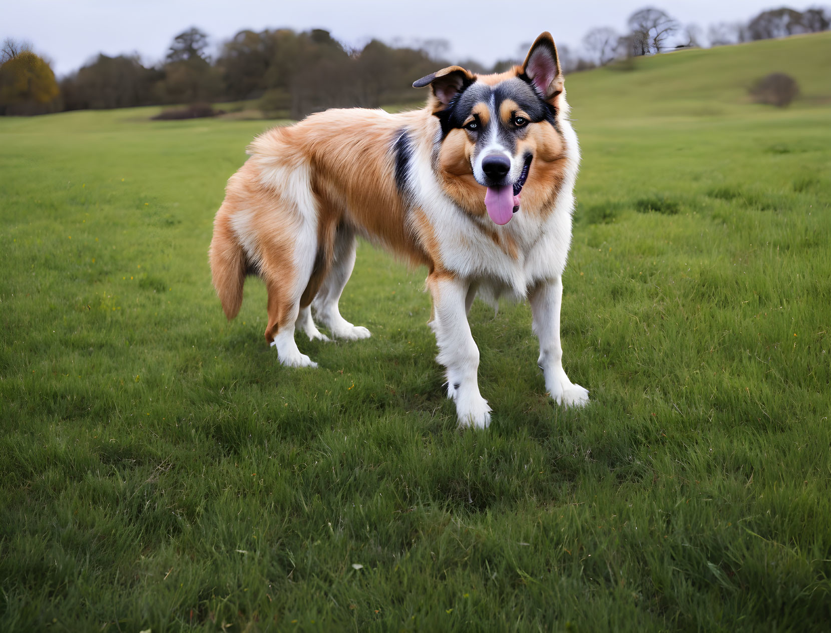 Tricolor fluffy dog on green grass with rolling hills in background