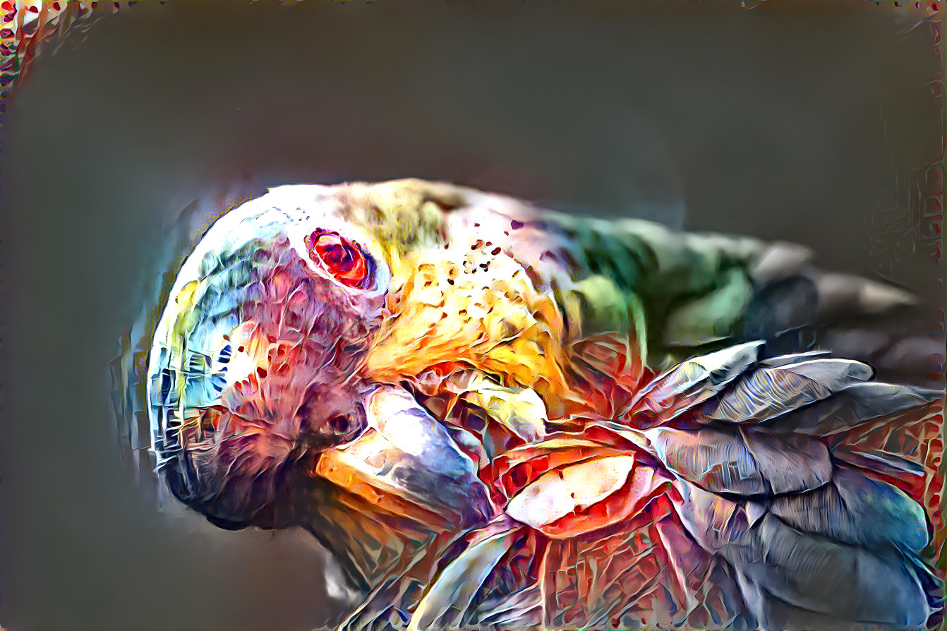 colorful parrot