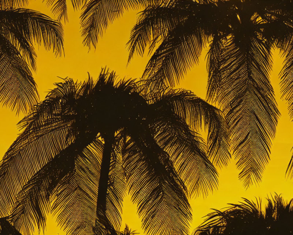 Tropical dusk scene with palm tree silhouettes on vibrant yellow sky