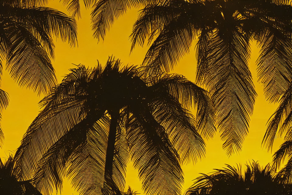 Tropical dusk scene with palm tree silhouettes on vibrant yellow sky
