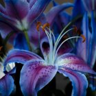 Colorful Blue and Purple Poppies on Dark Background with Red Centers