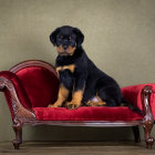 Black and Tan Puppy on Red Velour Couch Against Olive Green Background