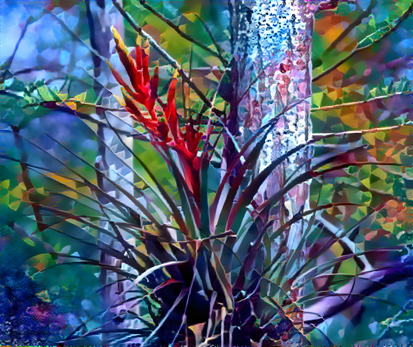 Tillandsia Air plant