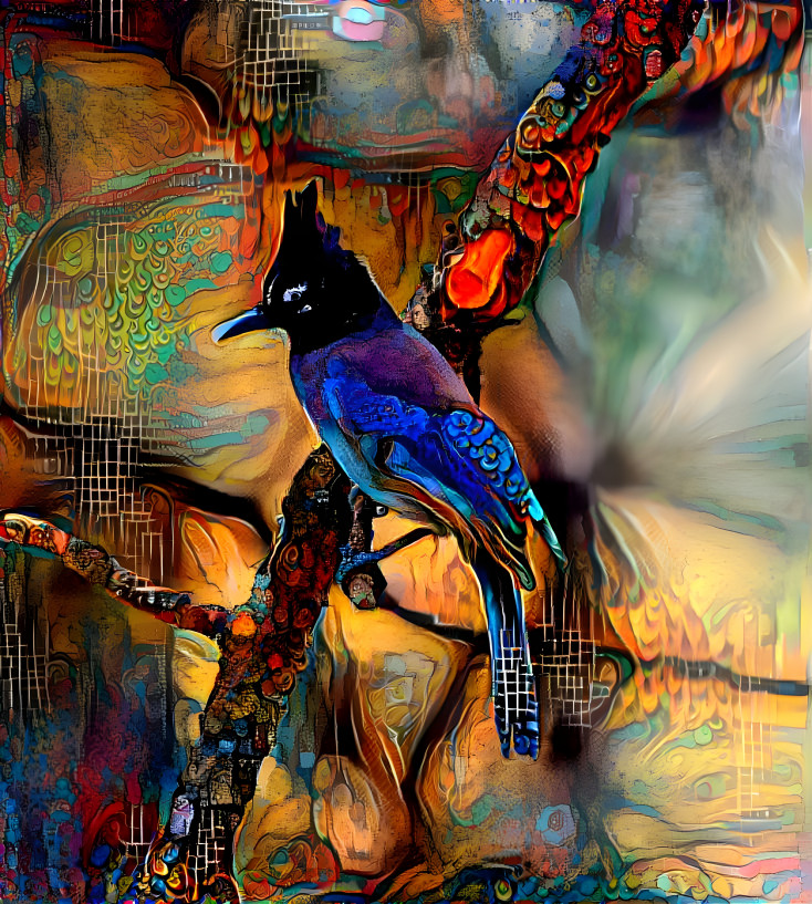 Stellar Steller’s Jay