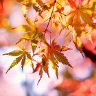 Colorful autumn leaves and red berries on soft bokeh background