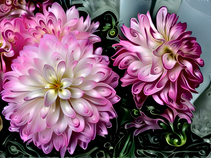 Chrysanthemums 