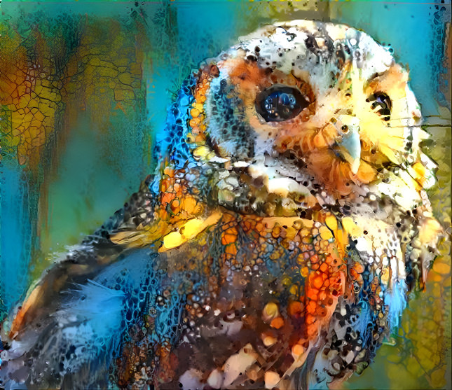 Owl