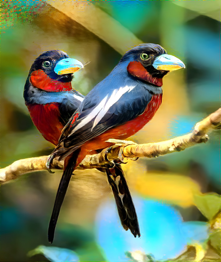 ~ Black & Red Broadbill ~