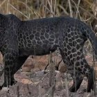 Black cat with yellow eyes in vibrant jungle setting