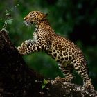 Leopard cub with spots and bright eyes on a tree branch amidst lush green foliage.