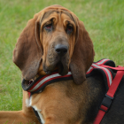 Bloodhound in medieval armor against green backdrop