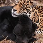 Leopard and Two Black Panthers in Tropical Floral Scene