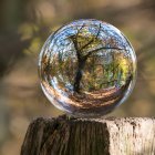 Colorful Bubble Fractal with Tree-Like Patterns